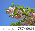 Blooming branch of Almond Trilobate tree in early May on blue sky background 75746984