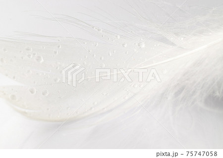 Feather falling. Nature abstract bird feather texture closeup on white background in macro photography. Glamorous sophisticated airy artistic image on soft blurred background. Feather falling. Nature abstract bird feather texture closeup on white background in macro photography. Glamorous sophisticated airy artistic image on soft blurred background. 75747058