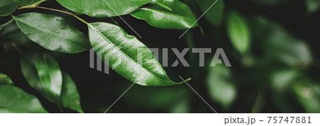 Fresh green leaves in a dark forest, nature and environment Fresh green leaves in a dark forest, nature and environment 75747881