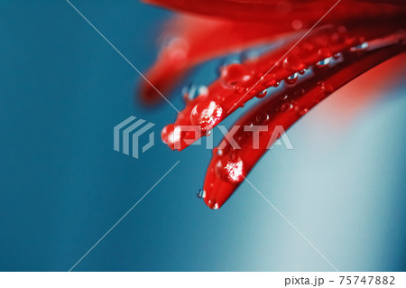 Red daisy flower petals and morning dew drops, floral background and beauty in nature Red daisy flower petals and morning dew drops, floral background and beauty in nature 75747882