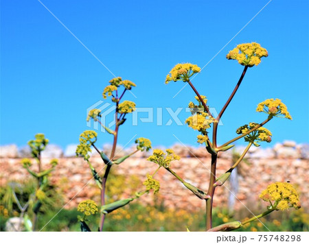 多年草、青空に映えるキバナノゴリソウ 75748298