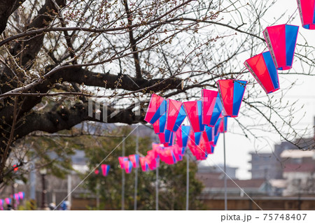 桜まつりのために飾られた赤青色の提灯 75748407