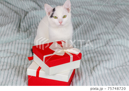 White cat with gift boxes on a bed White cat with gift boxes on a bed 75748720