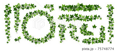 Green climbing ivy creeper branches isolated on white background. Hedera vine frames and borders, botanical design element. Vector illustration of hanging or wall creeping ivy plants 75748774