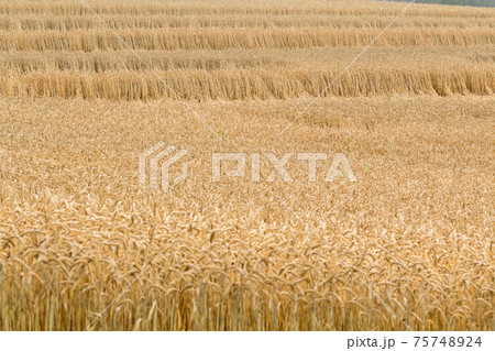 大麦畑 75748924