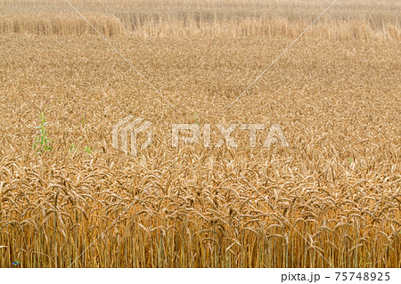大麦畑 75748925