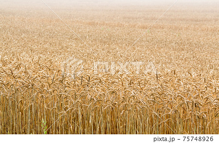 大麦畑 75748926