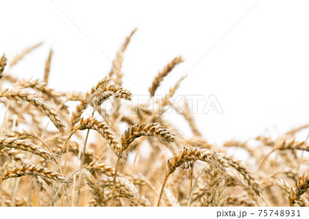 大麦畑 75748931