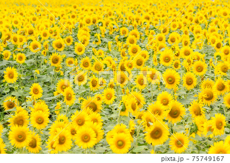 「北海道」北竜町ひまわりの里 「北海道」北竜町ひまわりの里 75749167