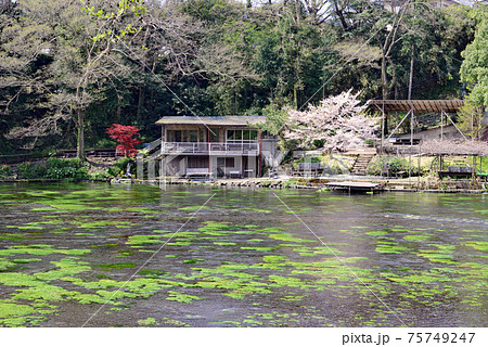 透き通った清流、春の柿田川 75749247