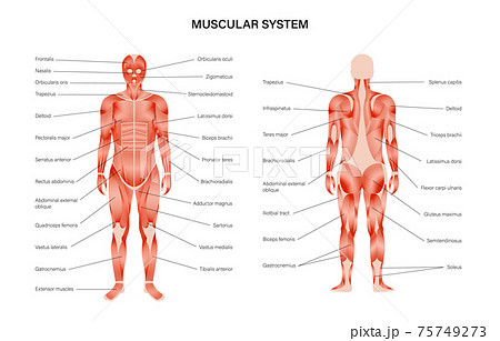 The Muscular System 人体筋肉系統図　　2面立て掛け Human muscular systemのイラスト素材 [75749273] - PIXTA