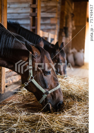 On the farm in the summer evening in the stable, the horses eat hay after riding lessons with an instructor 75749437