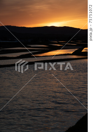 夕日を反射する春の水田 75751072