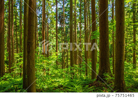 山形の秘境 垂水遺跡(裏山寺)の森 山形の秘境 垂水遺跡(裏山寺)の森 75751465