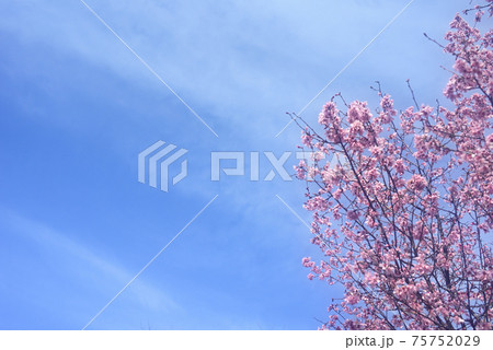 昼下がり、春うららな日の桜 昼下がり、春うららな日の桜 75752029