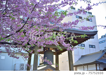 早咲きの境内の桜2 早咲きの境内の桜2 75752030