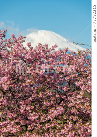 【松田町松田山、満開の河津桜と富士山】 【松田町松田山、満開の河津桜と富士山】 75752215