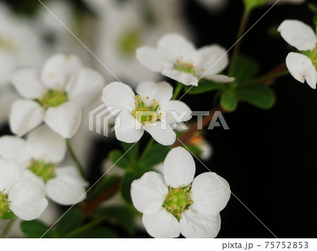 ユキヤナギ Thunberg's meadowsweet ユキヤナギ Thunberg's meadowsweet 75752853