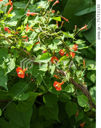 野の花 マルバルコウ(丸葉縷紅)3 野の花 マルバルコウ(丸葉縷紅)3 75753130