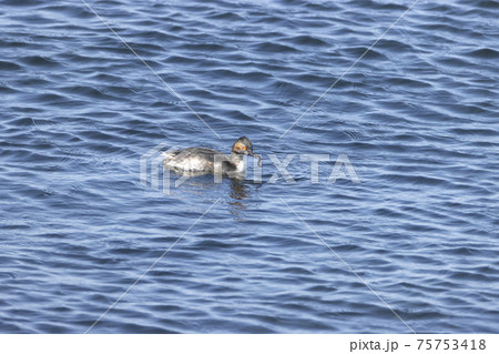 ハジロカイツブリ 75753418
