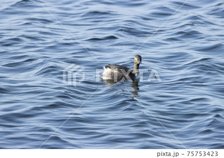 ハジロカイツブリ ハジロカイツブリ 75753423