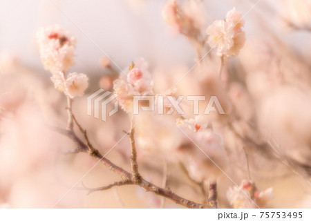淡い雰囲気の梅の花 淡い雰囲気の梅の花 75753495