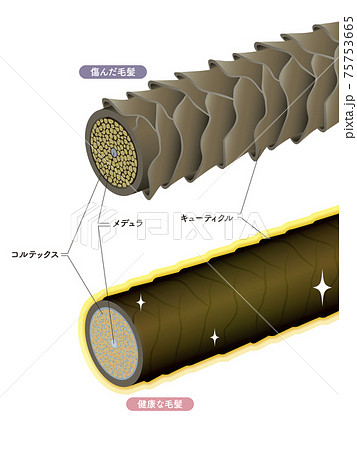Hair cross section 18_4 75753665