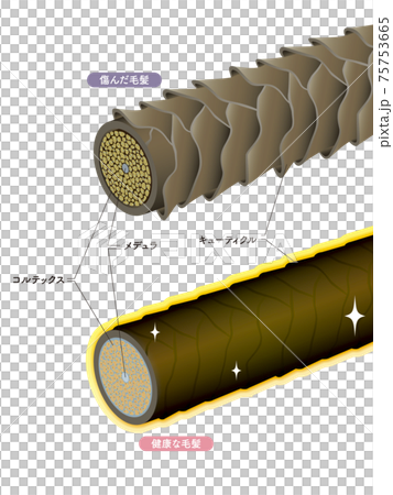 Hair cross section 18_4 75753665