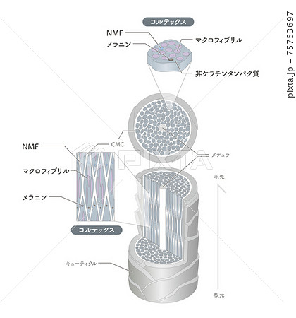Hair cross section 15_3 75753697