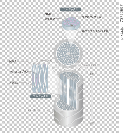Hair cross section 15_3 75753697