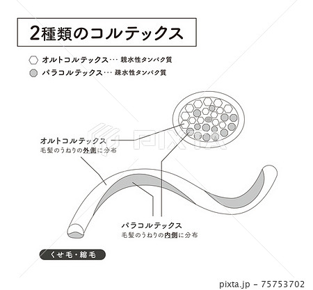 Hair Cross Section 8 2のイラスト素材