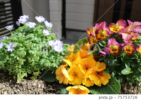 スミレ ネモフィラの寄せ植えの写真素材
