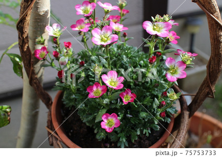 クモマグサのハンギング クモマグサのハンギング 75753733