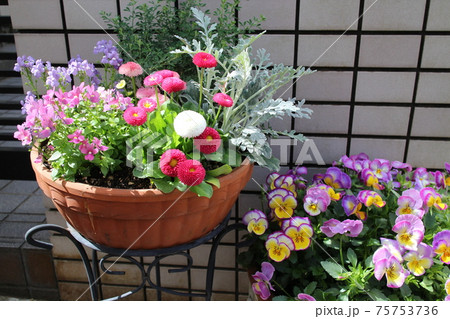 玄関回り花の寄せ植え 75753736