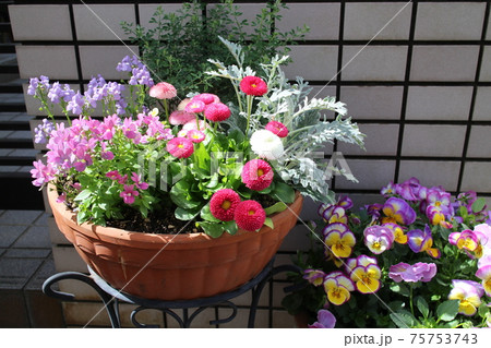 春の花デイジー寄せ植え 春の花デイジー寄せ植え 75753743