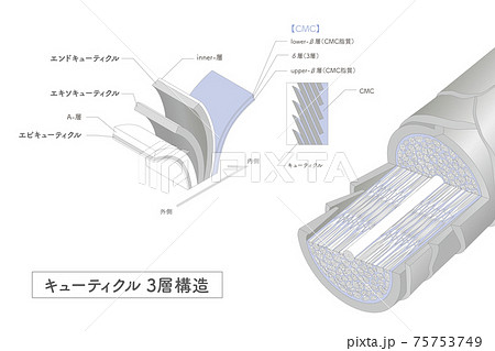 Hair cross section 2_3 75753749