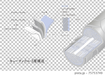 Hair cross section 2_3 75753749