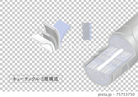 Hair cross section 2_3 No commentary 75753750