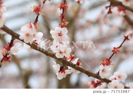 ウメの花 75753987