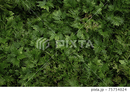 Spikemoss fern Spikemoss fern 75754024