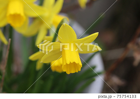 早春の花壇い咲くミニスイセン(テターテート)の黄色い花 早春の花壇い咲くミニスイセン(テターテート)の黄色い花 75754133