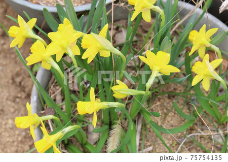 早春の花壇い咲くミニスイセン(テターテート)の黄色い花 早春の花壇い咲くミニスイセン(テターテート)の黄色い花 75754135