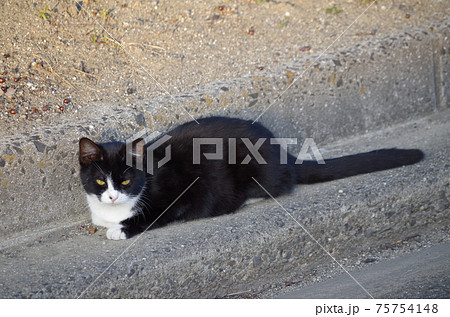 しっぽの長い猫の写真素材