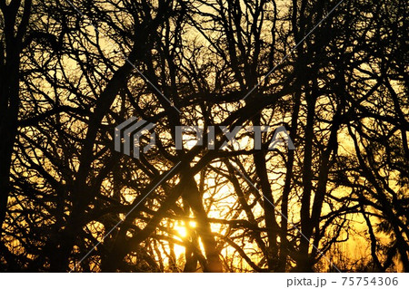 夕日と木 夕日と木 75754306