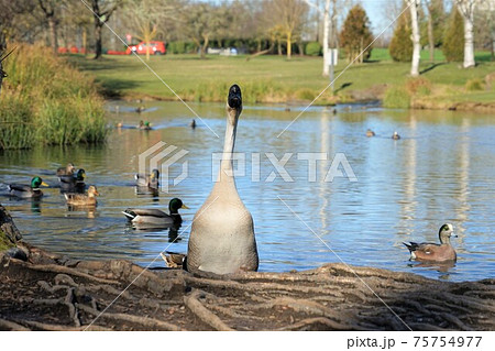 シナガチョウ 75754977