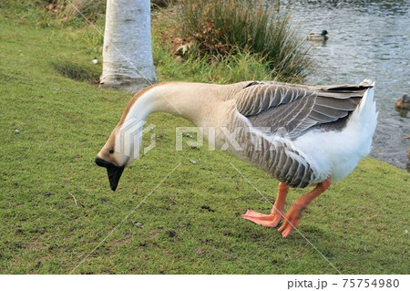 シナガチョウ 75754980