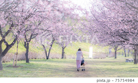 美しい桜並木と女性 後ろ姿 春爛漫の写真素材 美しい桜並木と女性 後ろ姿 春爛漫の写真素材
