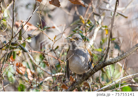 山の木々に身を隠すシロハラ 75755141