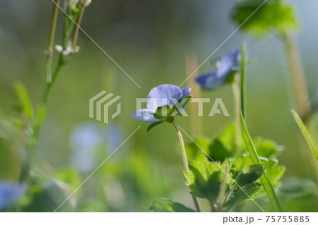 春の花。オオイヌフグリ。 春の花。オオイヌフグリ。 75755885