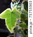 アイビーの葉 75755903